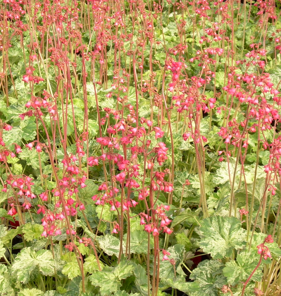 Snow Angel Coral Bells Natorp's Online Plant Store